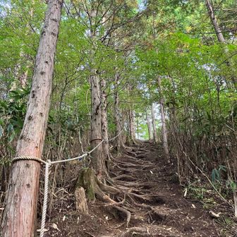 開始5分で急登の洗礼

先を見たら嫌になるので いつも五歩先くらいをずっと見て登ってると なんとなく楽に感じる
