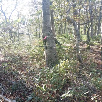 割谷ノ頭に行く人はこのロープの先に進んでくださいね

まあ行っても眺望は無いですけどね😅

ピークハントするだけ⋯
