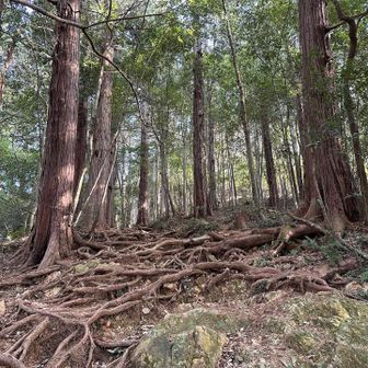 根っ子と岩の急登になります