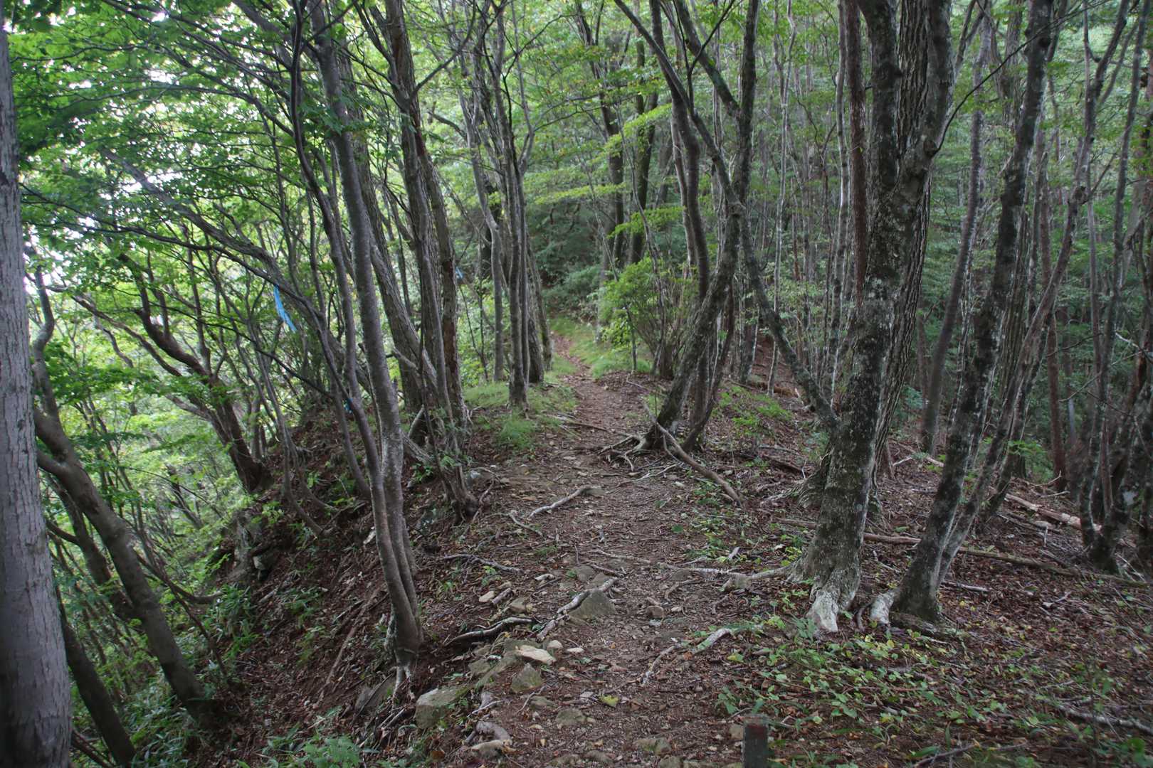 尾根道
