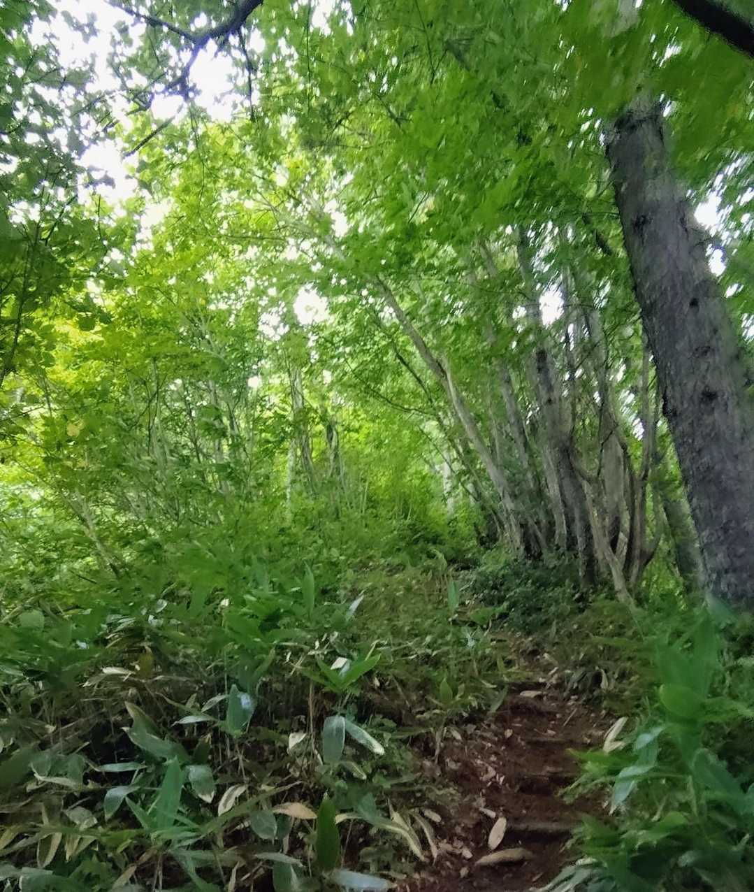 笹の道🌿
雨もしのげます。