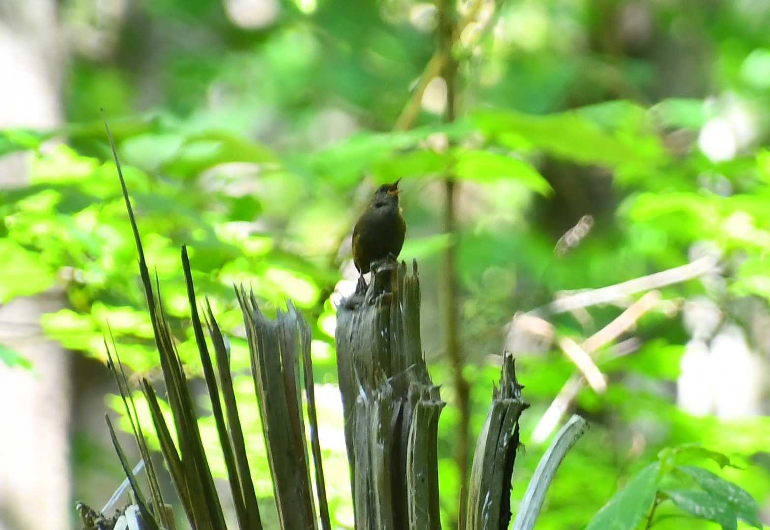 すばしっこいミソサザエいたぁ🐤
ちっちゃい体で元気に鳴いてますｗ
日本で一番ちっちゃい