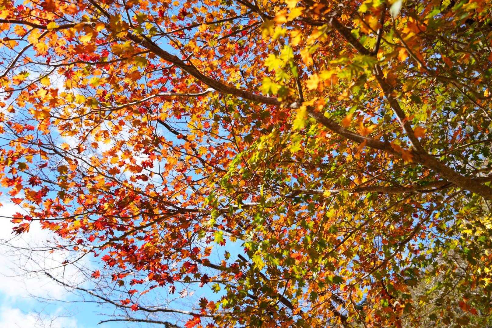 綺麗！ハウチワカエデかな🍁巨木です