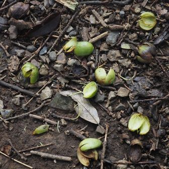 カヤの果皮が落ちていました。ニホンザルが種子を食べたのでしょうか。