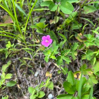 道路沿いに咲いていました。
薬草のフウロソウですね。