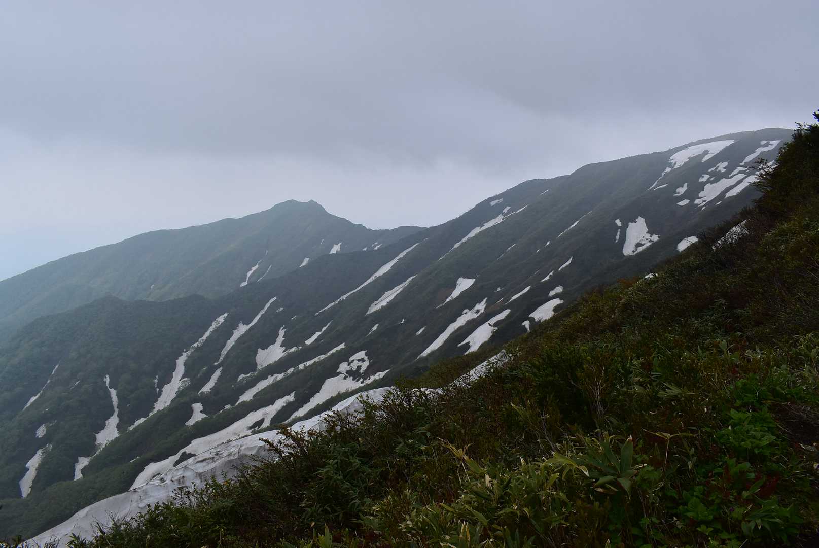 ゼブラ