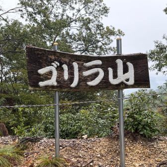 ゴリラ山🦍