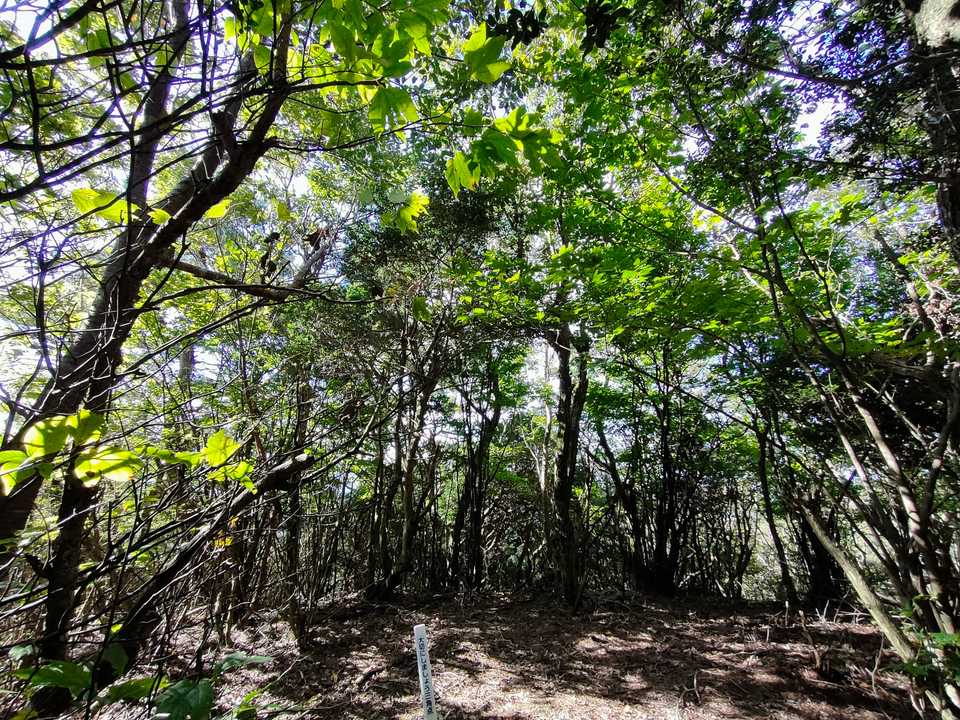 山頂はこんな森🌳