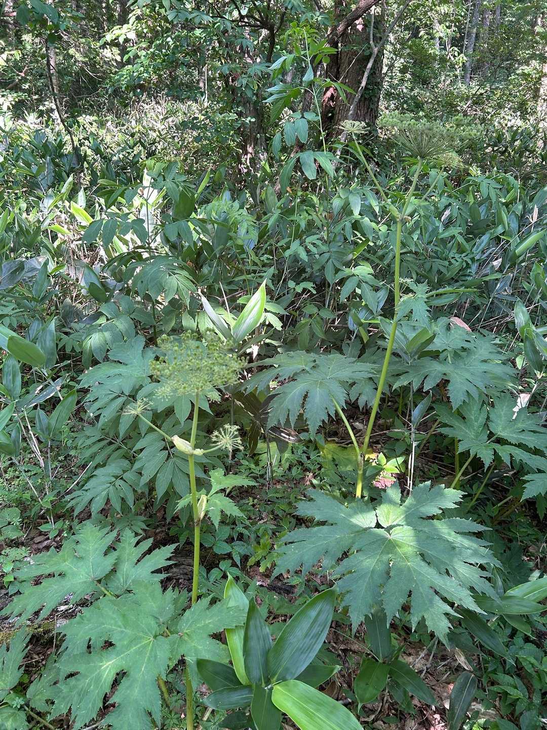 ミヤマシシウド
北大に生えていた外来種の毒草の話で盛り上がる。てか山に似てるのいっぱいあるよね笑ミヤマトウキとか