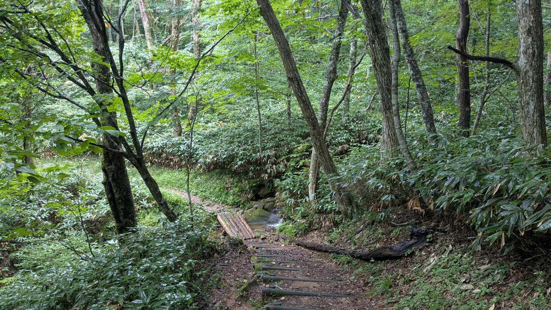恐羅漢山登山口-夏焼峠-恐羅漢山 周回コースの写真