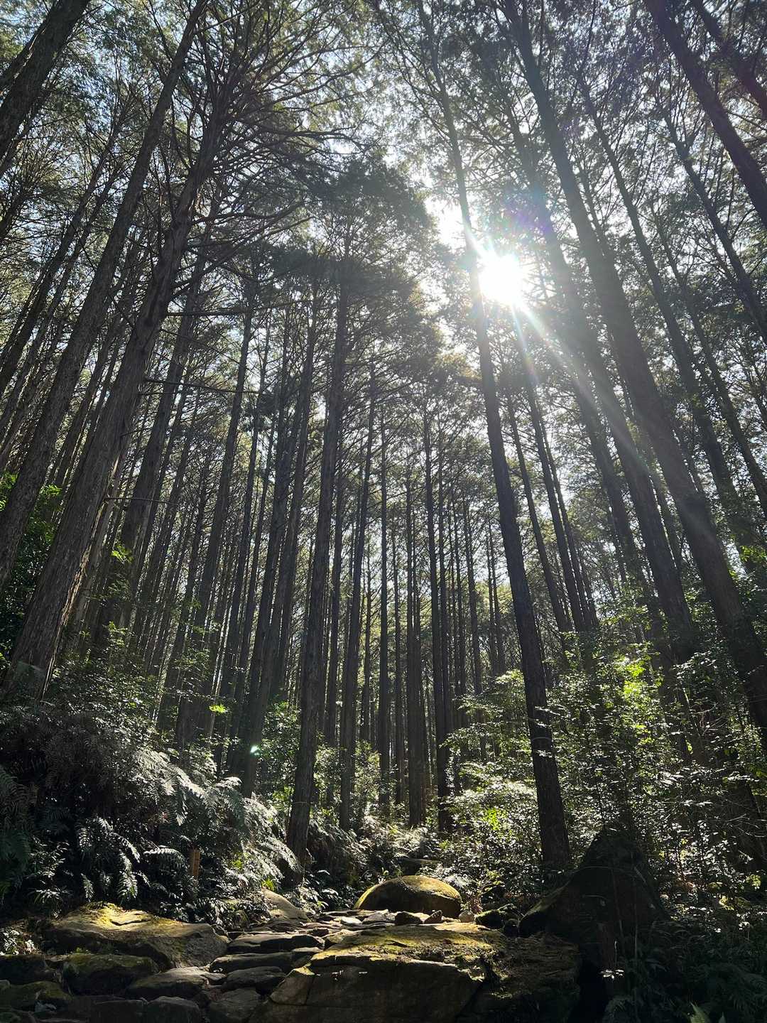 鷲下登山口-馬越峠-天狗倉山東峰-天狗倉山 往復コースの写真