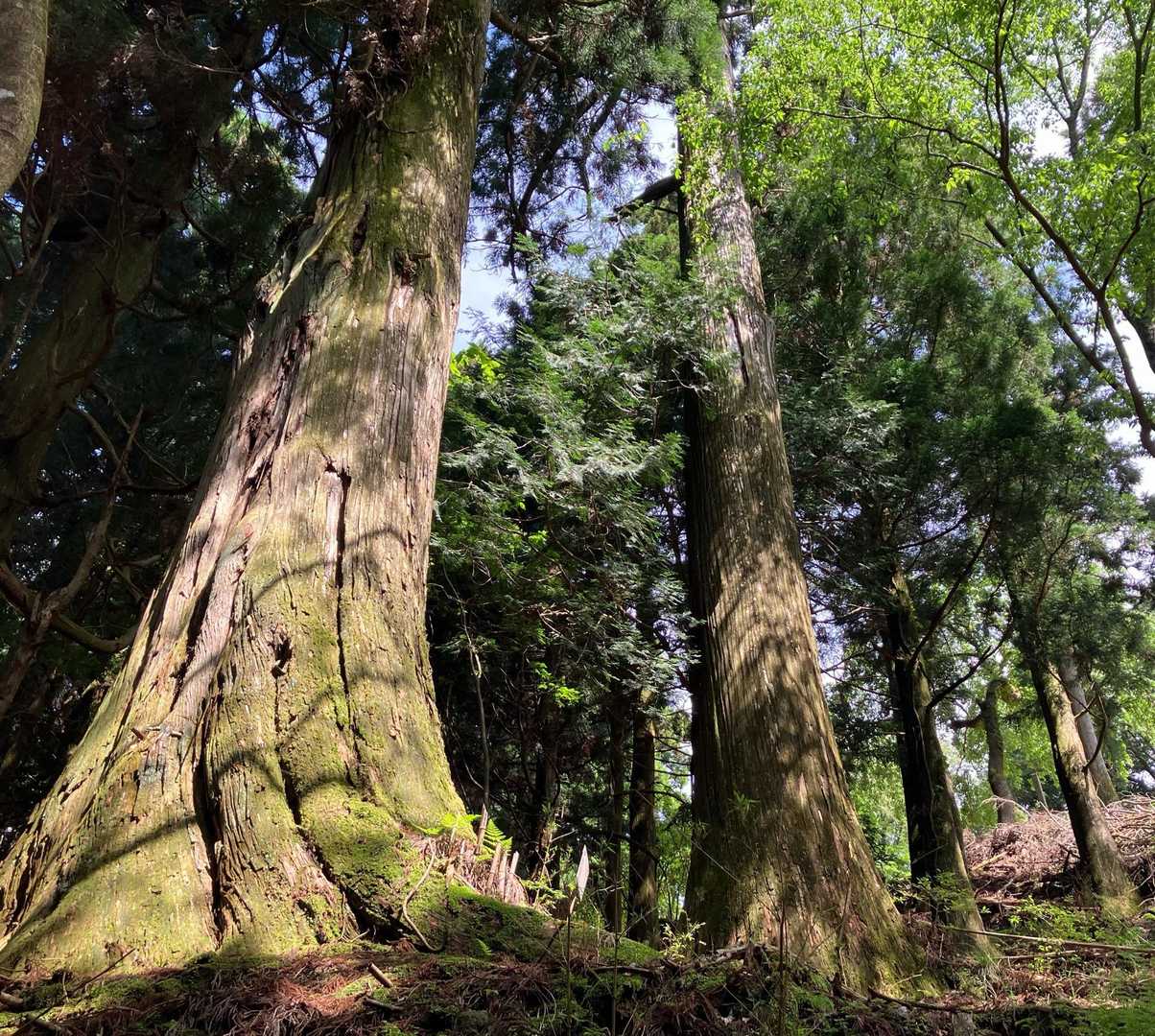 山門を通った参拝者はこの大杉の間を歩き
本堂へ向かいます
手前の杉は高さ約50m、根周り約18.9m