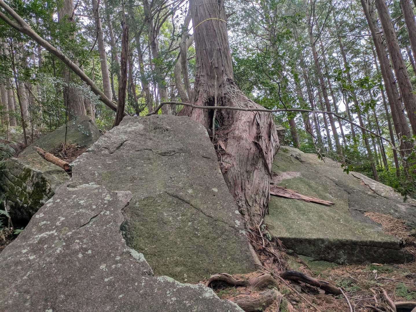 巨石のすき間からの杉😮