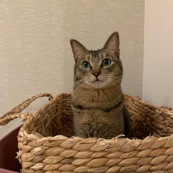 しめじ🍄‍🟫