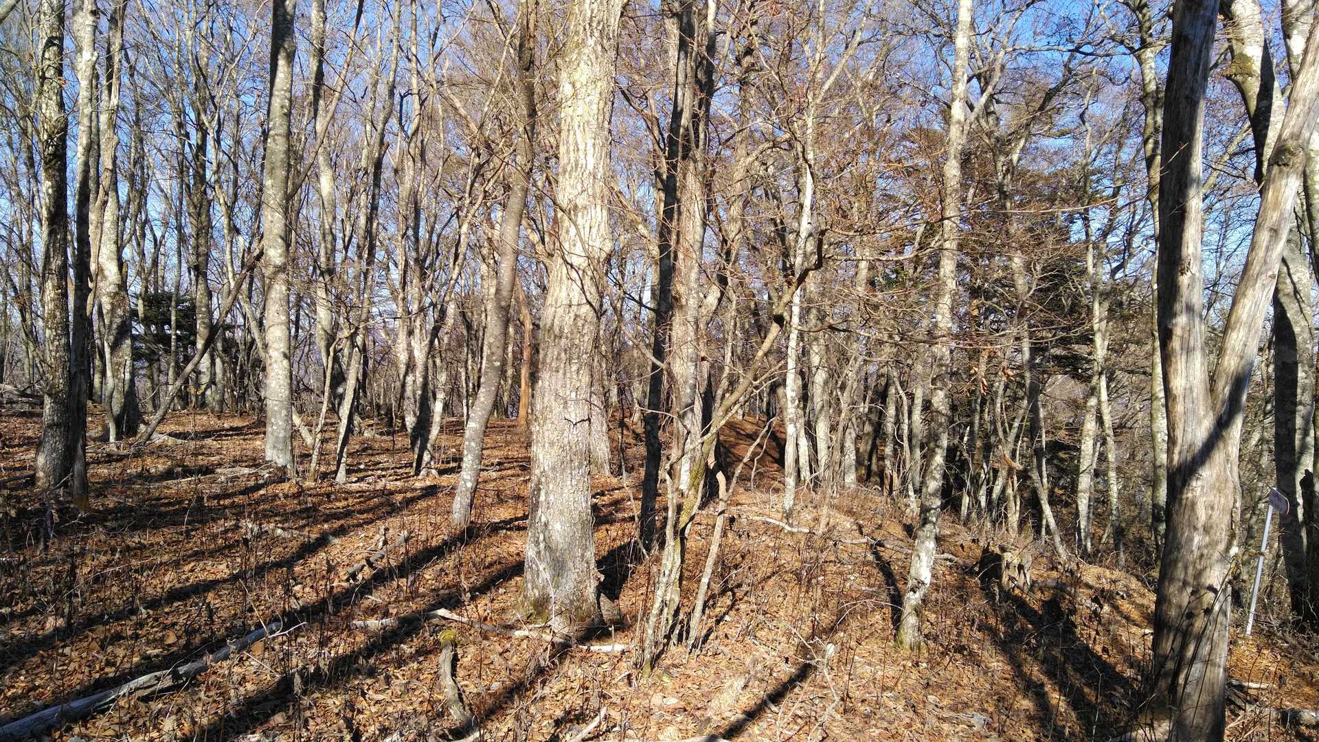 枯葉天国　踏み跡わかりにくい
