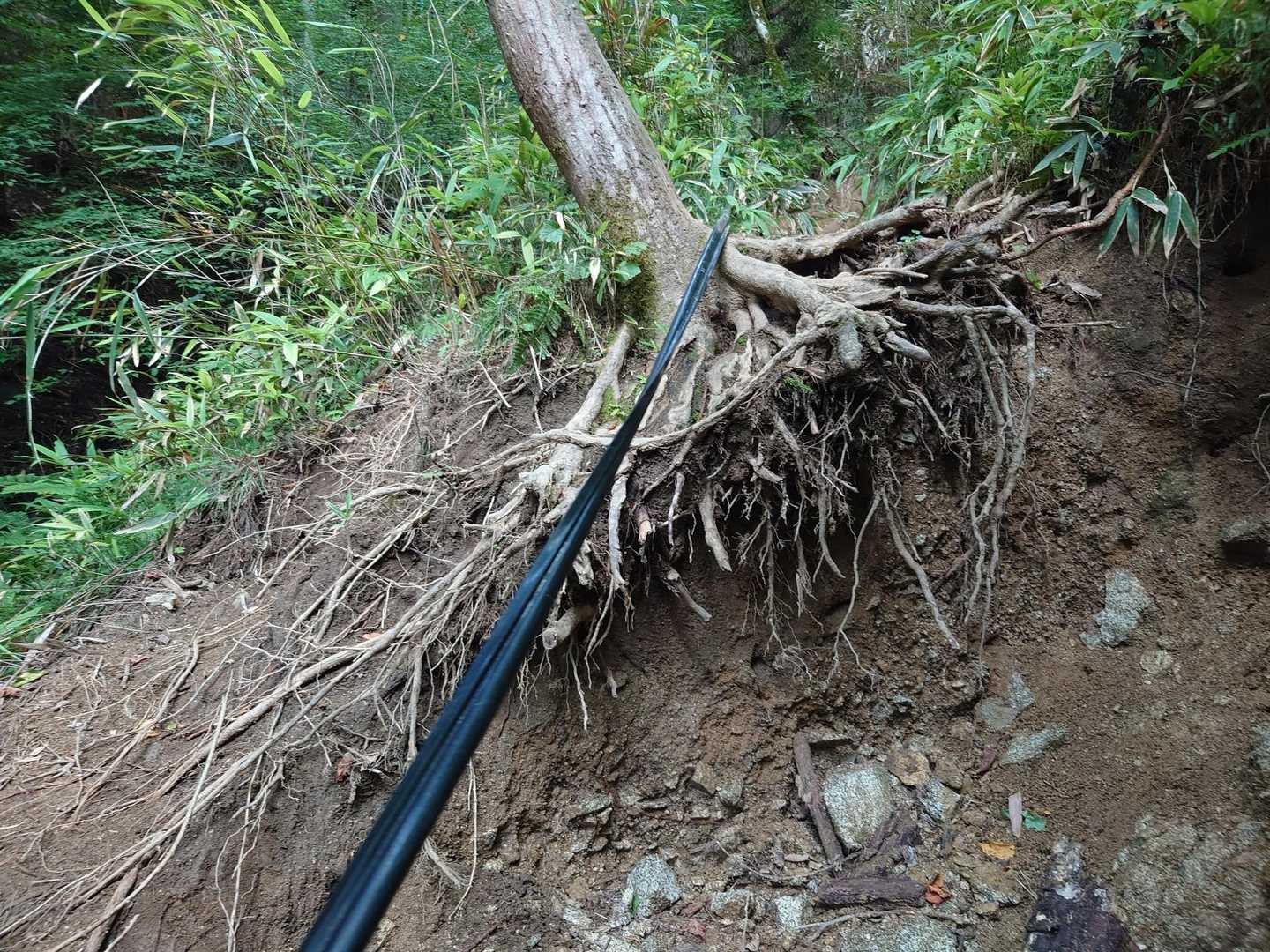 現在進行形で崩壊してる地点💦
来る度に抉れが進んでってます。
そのうちこの木、抜けて落ちて
いくんじゃなかろうか…。