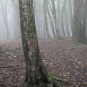 ずっと樹林帯