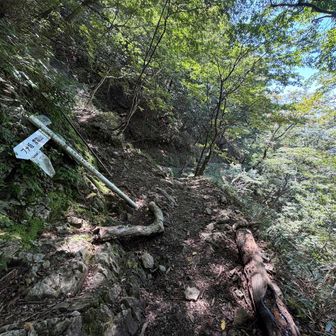 やっと七ツ石小屋分岐まできた。ゴールまで、あと1時間ちょっとかなー！でも靴擦れで急げませんが😮‍💨