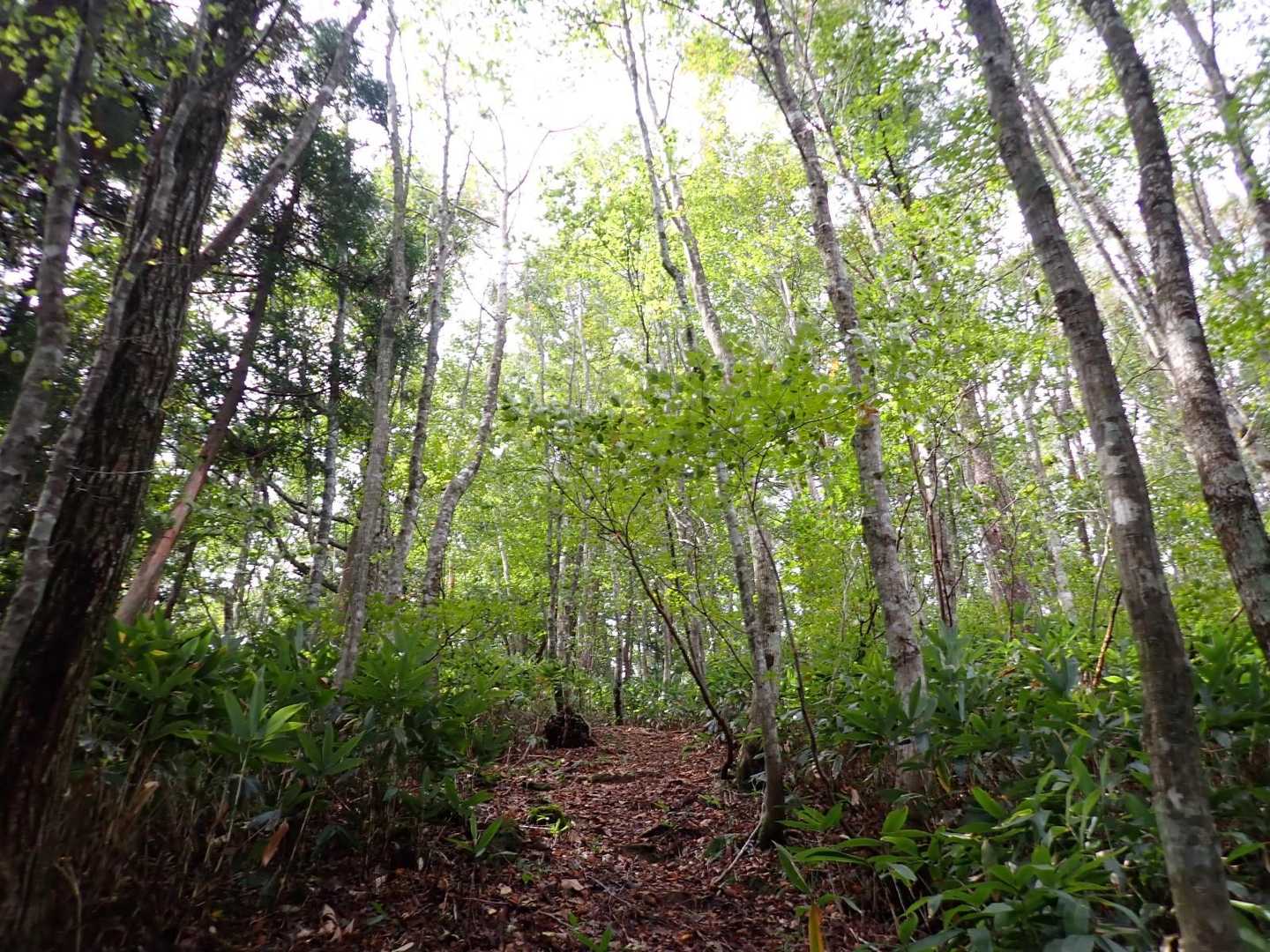 恐羅漢山登山口-夏焼峠-広場-台所原-恐羅漢山-旧羅漢山- 縦走コースの写真