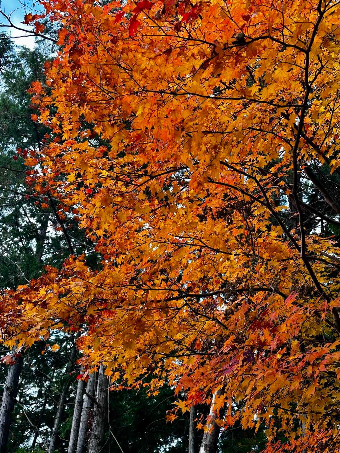 ところどころ綺麗に紅葉🍁してる