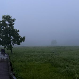 この霧の中に鹿の群れがいます