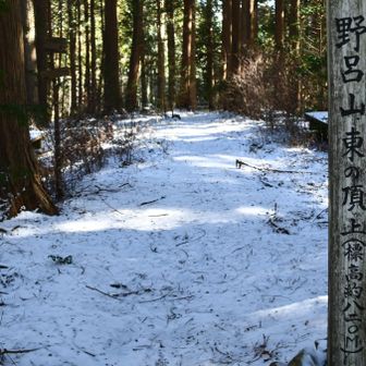 野呂山の
東の頂上　杉の中