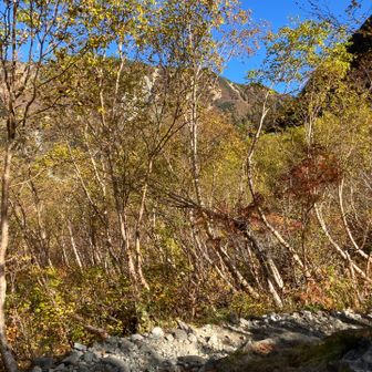 紅葉の樹林帯