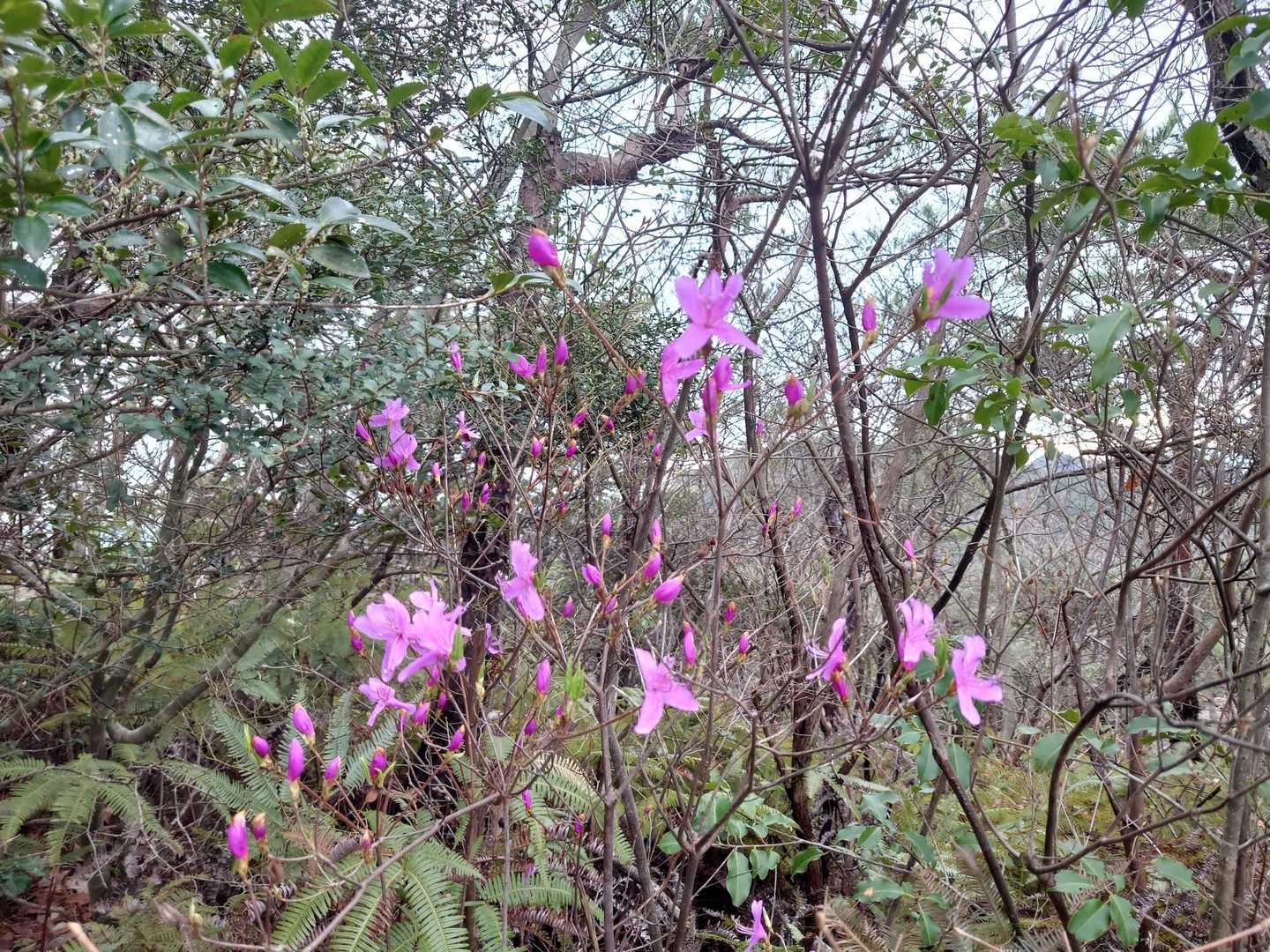 咲き始め