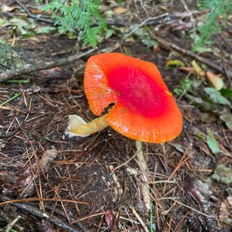 主張しすぎなきのこ🍄
たまごだけかな😊