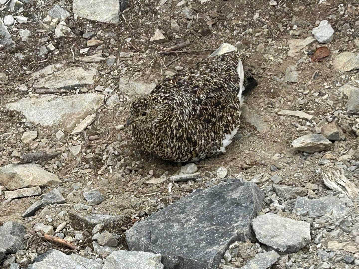 撮ってよって！