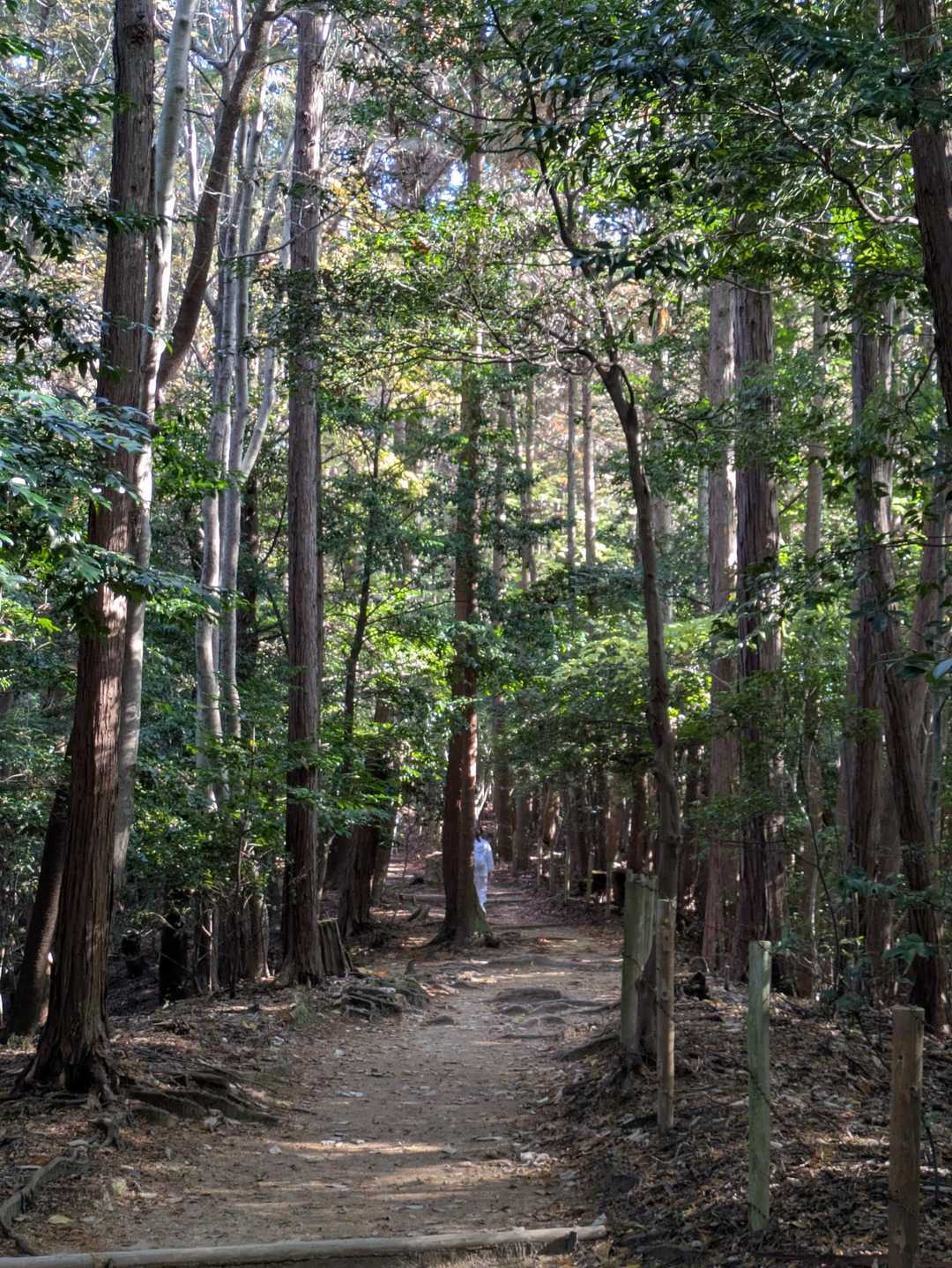 素敵な登山道✨