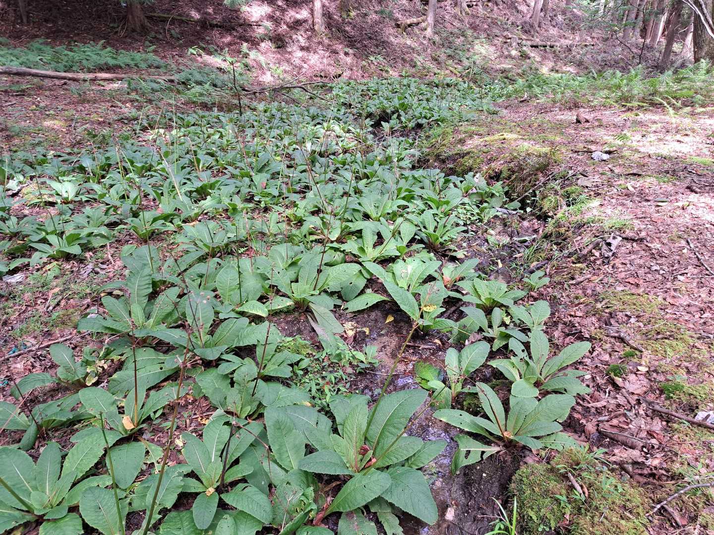 クリンソウ（九輪草）の葉🌱。群生になっています。
５月から６月に花が咲きます
。この時期に来てみたいですね😃。