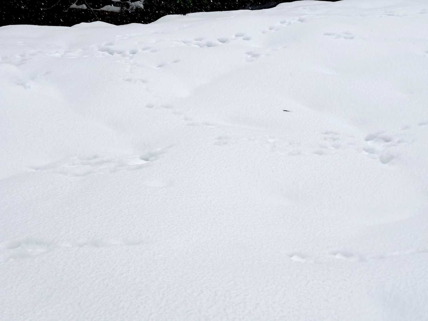 ウサギ🐰が沢山いるのね💕。
今日もありがと山でした。
帰りに満天の湯で温まりました♨