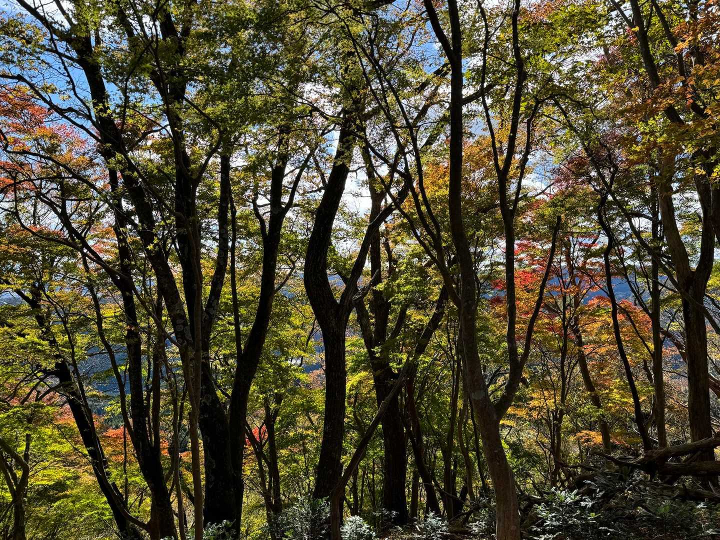 色付き初めの紅葉🍁