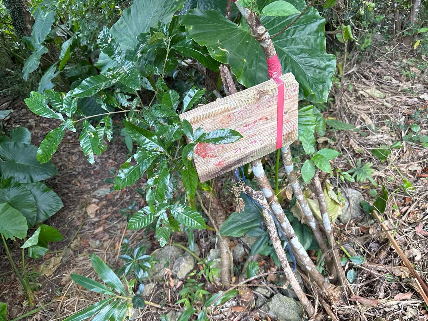 ﾊｱﾊｧ、まずはデーサンダームイへ‼️