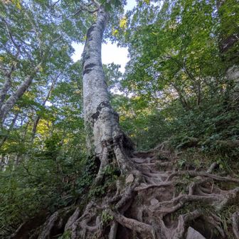木の根がないと登れなさそうなところが、チラホラ。お世話になります！