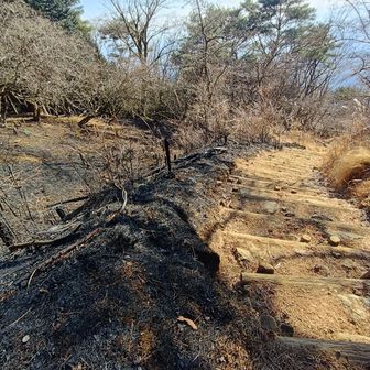 大倉尾根座登山道横も焼けてしまってました