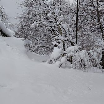 右のさくら🌸の木に  
積もってる雪❄少し落とした

折れないでね🌸