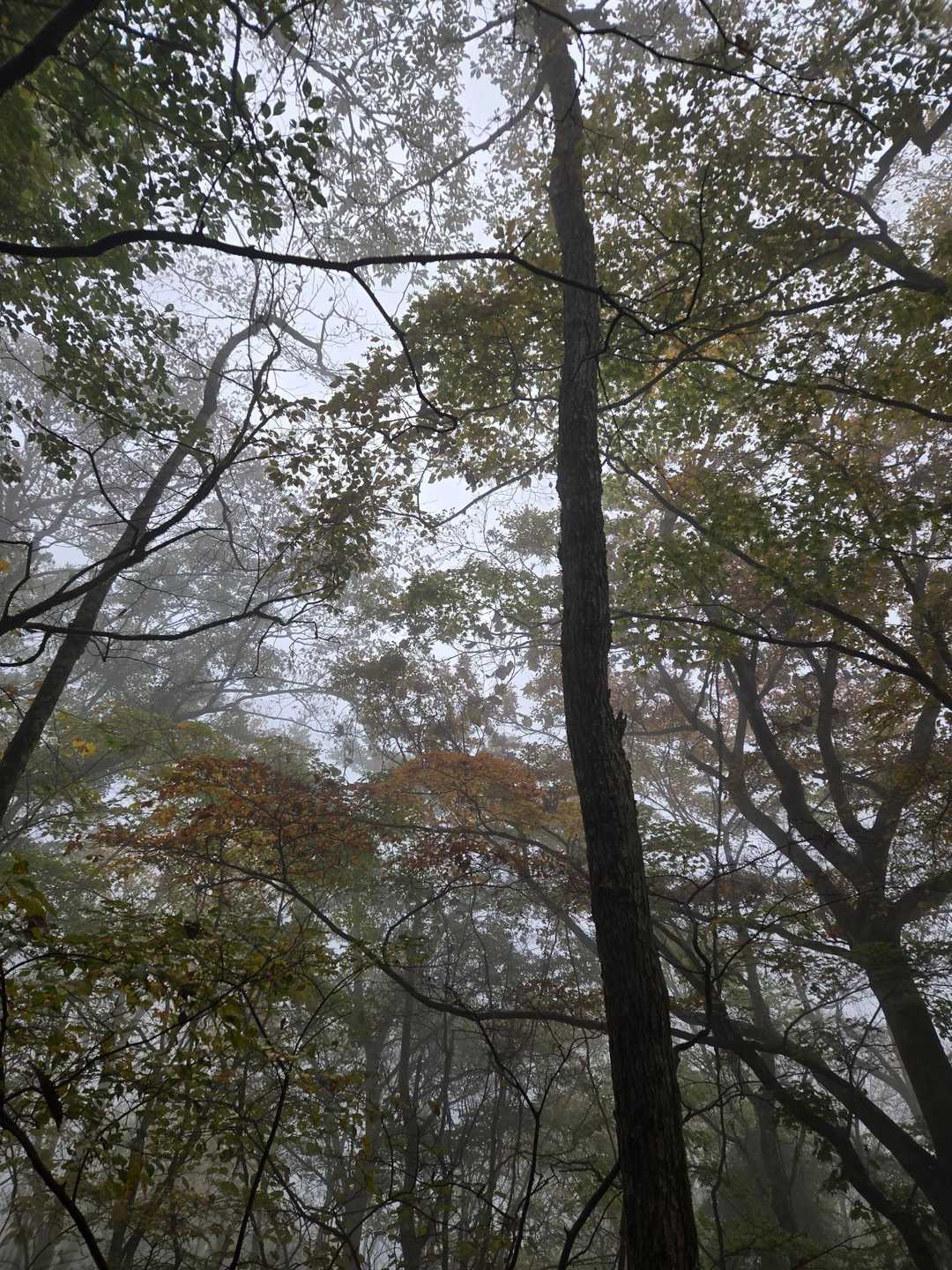 風もなく、幻想的な霧の中を歩く🚶