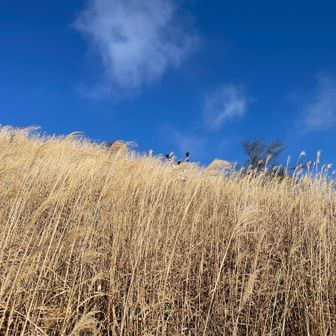 ススキが多くて見えないＷ