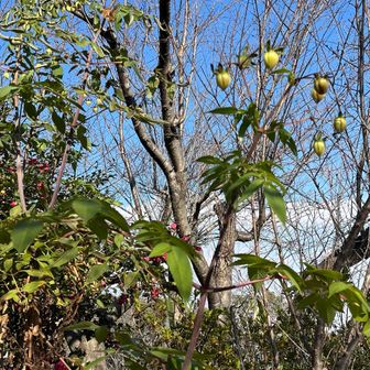 こんな実をつけるんですね！コダチダリア（皇帝ダリア）