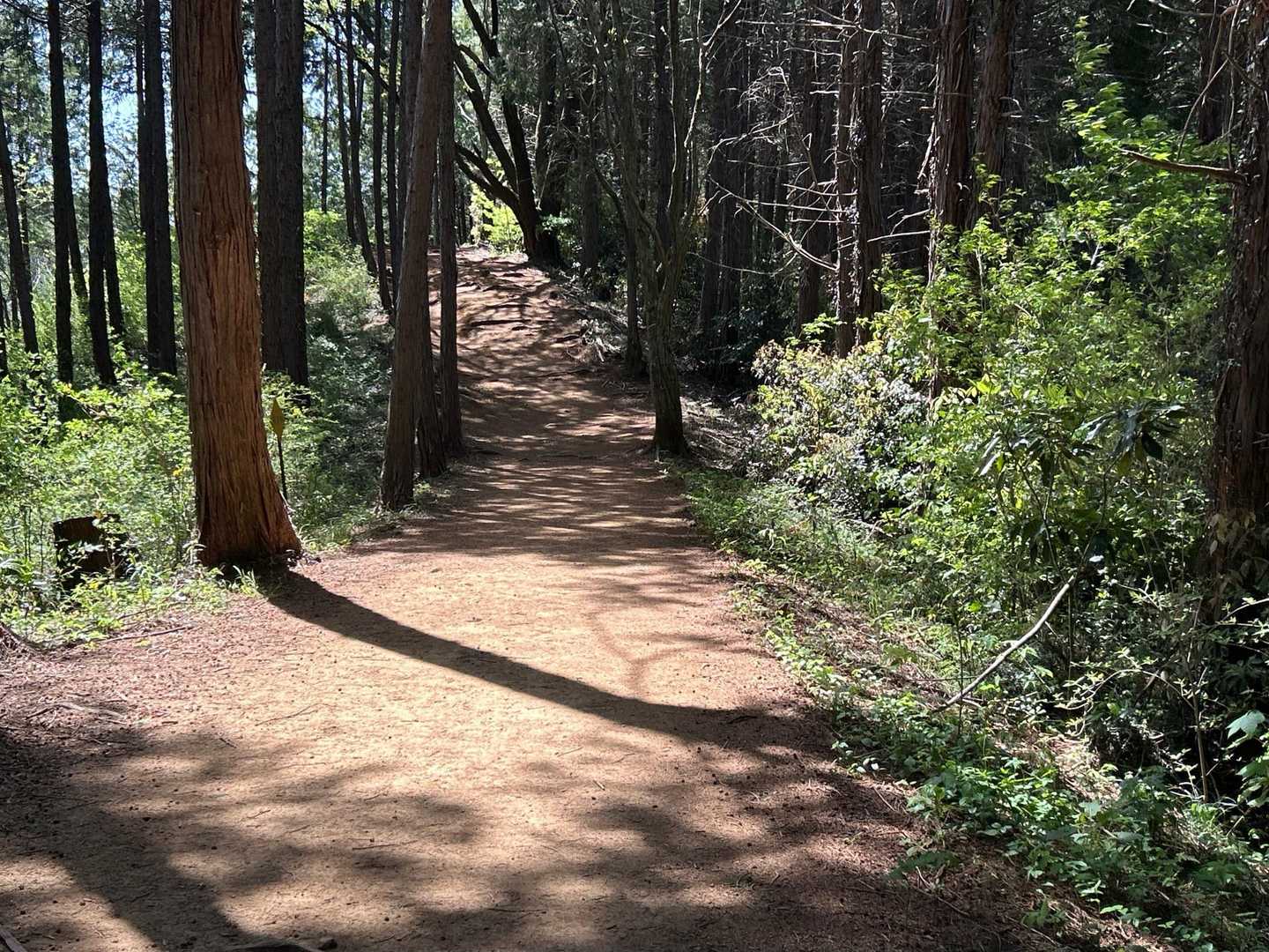 道は整備されていて歩き易い