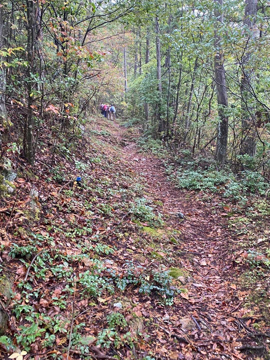 登り始めは平坦で気持ちのいい登山道。
