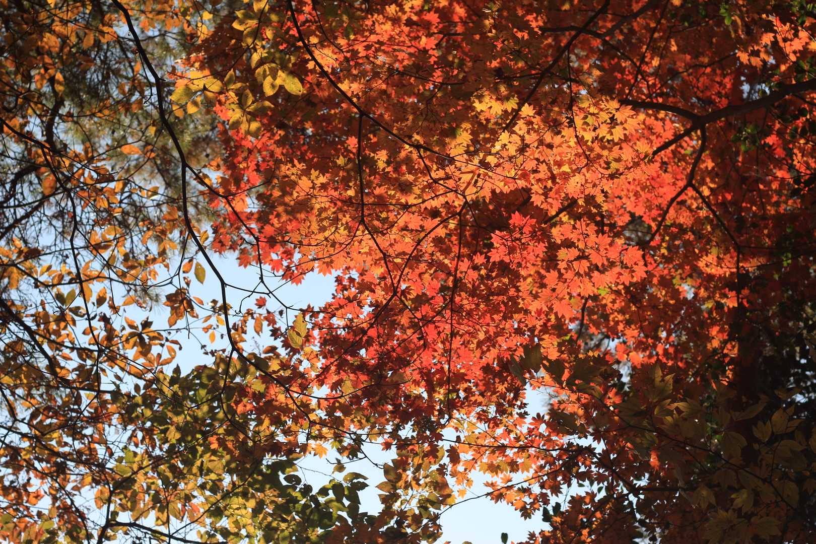 ところどころ紅葉がきれいです。