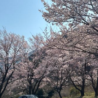 石津御嶽の登山口の駐車場に桜が咲いてました。