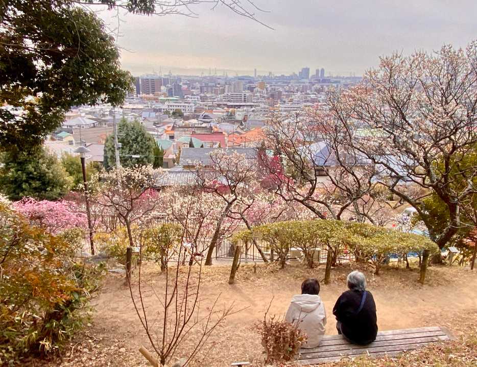岡本梅林公園 保久良神社⛩️の梅🌸  / kinocoさんのモーメント