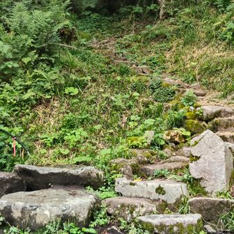笠新道入口までいっきに降りてきました。登りは噂通り手強いでしょうね。
下った私の膝はガクガクですわ。