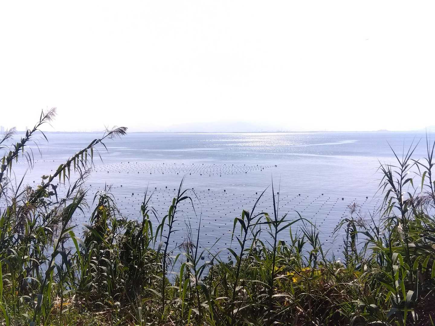 パール湾、ミキモトの真珠養殖場