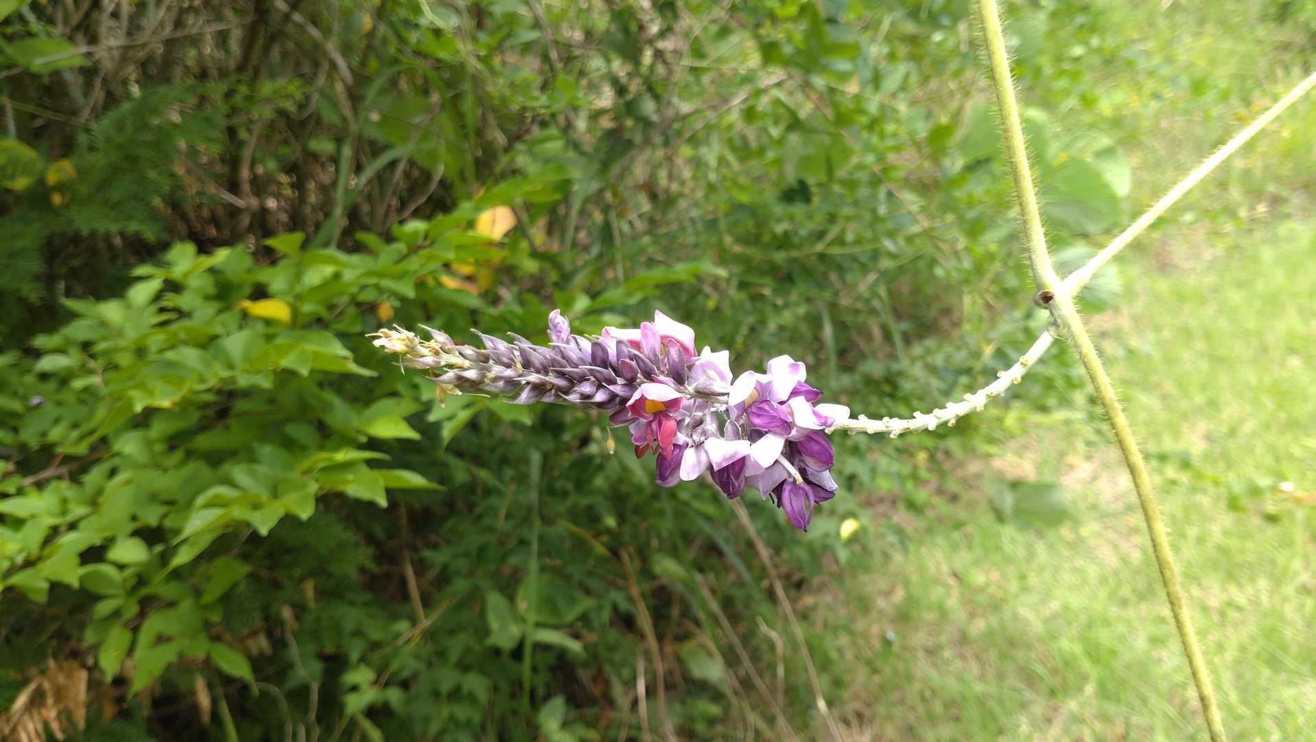 葛の花