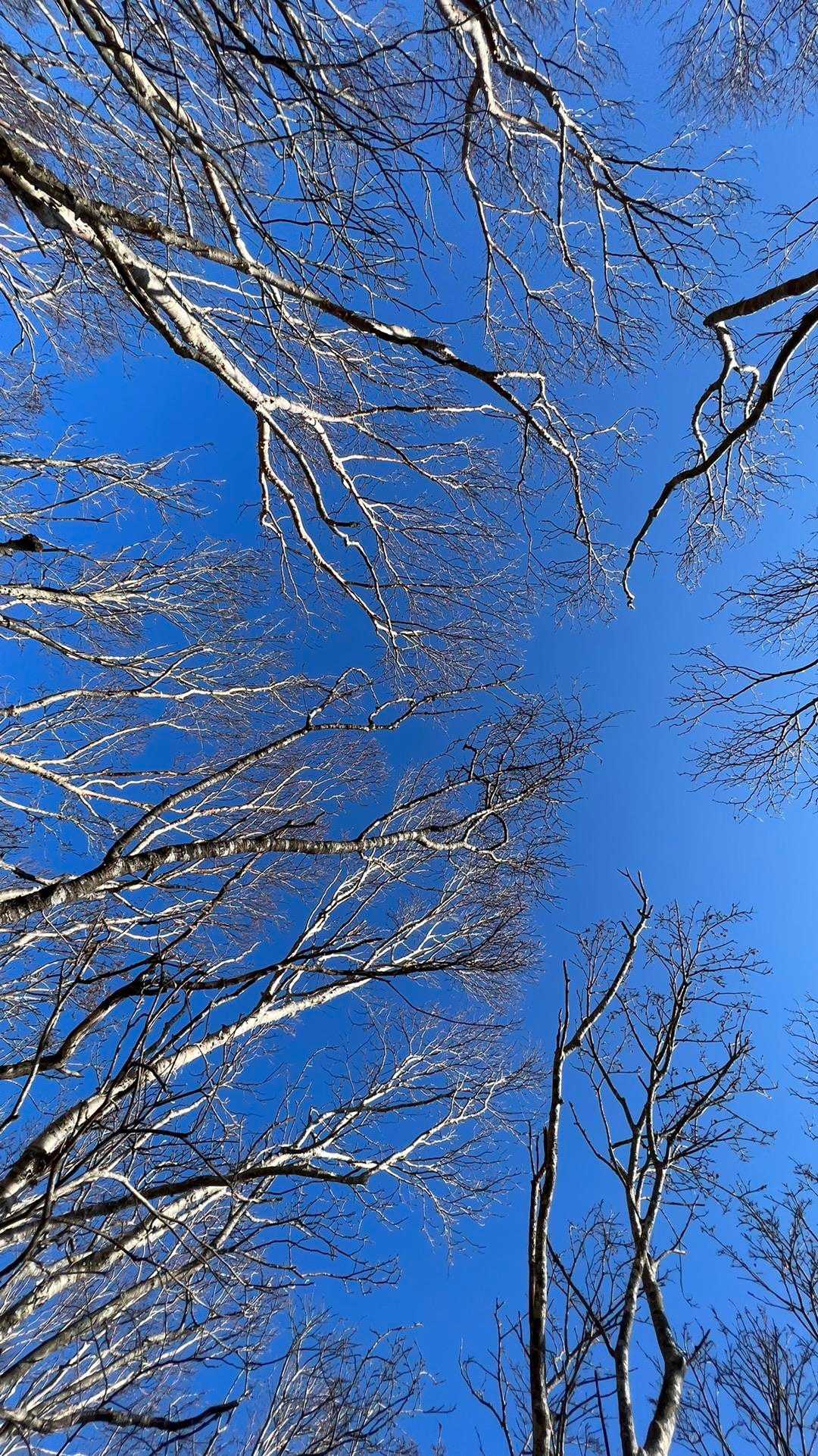 大沢口-日枝神社-五葉山 往復コースの写真